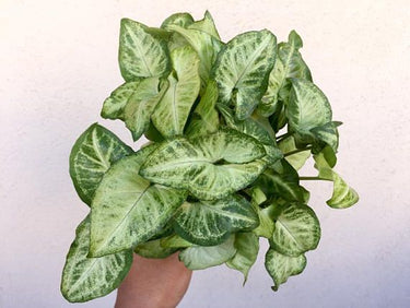 Syngonium White Butterfly Plant